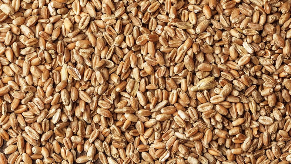 Buğday (Makarnalık)